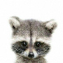 Racoon